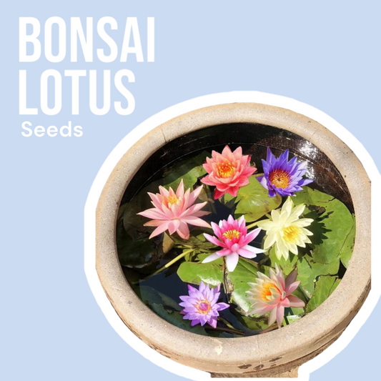 Premium Bonsai Lotus Seeds